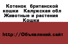 Котенок “британской“ кошки - Калужская обл. Животные и растения » Кошки   